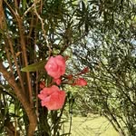 Adam Pellar - @adampellar - Instagram