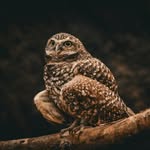 Adam Plew - @thabigraguphotography - Instagram