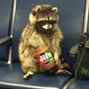 Adam - @adam_the_opossum - TikTok