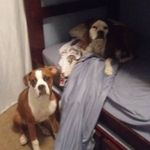 Adam Prentice - @adampren - Instagram