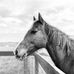 Adam Prevost - Facebook