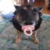 Ap - @adamprevost1 - TikTok