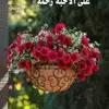 Rafik Adam800 - @rafikadam0 - TikTok