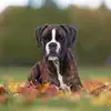 Adam ramey - @tanajramey - TikTok