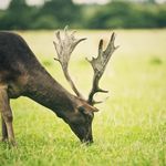 Adam Saxe - @saxe.adam - Instagram