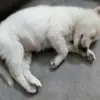 Adam Saxena - @adamsaxena - TikTok