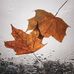 Adam Schrack - Facebook