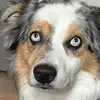 notnottherealadam - @adamshear - TikTok