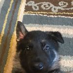 Adam Shrader - @atlas_the_adventurer1326 - Instagram