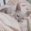 Adam Sierra - @adam.sierra2 - TikTok