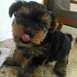 Adam Torres Sierra - @adamtorressierra - Instagram