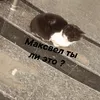 adamsimonan - @adamsimonan - TikTok