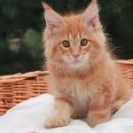 Adam simth majestic kittens - @adamsimthkittens - Instagram