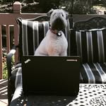 Adam Singh - @adamrsingh - Instagram