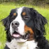 Adam.Sipek - @adam.sipek - TikTok