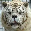 adamsoliman_ - @adamsoliman_ - TikTok