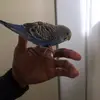 spainadam1 - @spainadam1 - TikTok