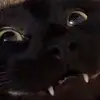 @ - @adamspriggs2 - TikTok