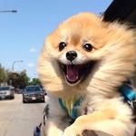 Adam Springfield - @adam.springfield - Instagram