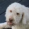 Tjena mittbena - @adam.stalman - TikTok