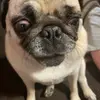 adamstarkey67 - @adamstarkeypfiddiy - TikTok