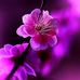 Adam Sufi - Facebook