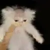 AdamSuttles556 - @adamsuttles556 - TikTok