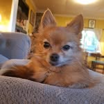 adam swarens - @salty_dog_grooms - Instagram