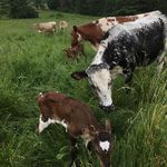 Adam Tafel - @tafel_dairy_farm - Instagram