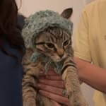 @adamthealleycat - Instagram