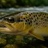 adam_trout - @adam_trout - TikTok