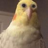 _adamvarro - @adamvarro - TikTok