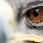 Adam Wakeling - @birds_eye_101 - Instagram