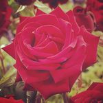 Adam Washington - @adogwashington - Instagram