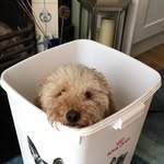 Adam Wing - @adam.wing - Instagram
