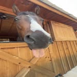 Adam aka the horse of absolute wisdom - @the_horse_of_absolute_wisdom - Instagram