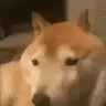 Adam Ye - @.________.._._..._.__ - TikTok