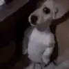 adan - @adan.martinez369 - TikTok