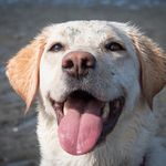 Addie Gordon - @adventures.of.addie.the.lab - Instagram