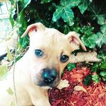 Ivy Addison Bryant Pitbull - @ivy_addison_bryant.pb - Instagram