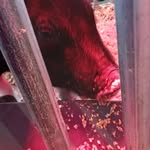 Addison Buchanan - @trufflestheshowpig13 - Instagram