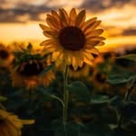 Addison🌻🌻 - @addison_cain2020 - Instagram