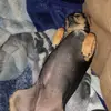 Addison cain - @puppies_for_life3 - TikTok