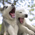 Addison Campbell - @dogs_aways - Instagram
