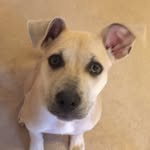 Addison Conrad - @iamaddithedog - Instagram