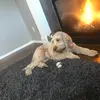 addison.copeland13 - @addison.copeland1 - TikTok