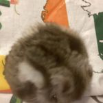 Addison Couch - @hamster_life_fun - Instagram