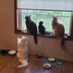 Addison Nittany Cramer Bandit - @fourpurrs_16paws - Instagram