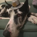 Sir Addison Maximus Of Culver - @siraddisonmaximus - Instagram