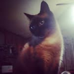 addisoncurrie - @addisoncu - Instagram